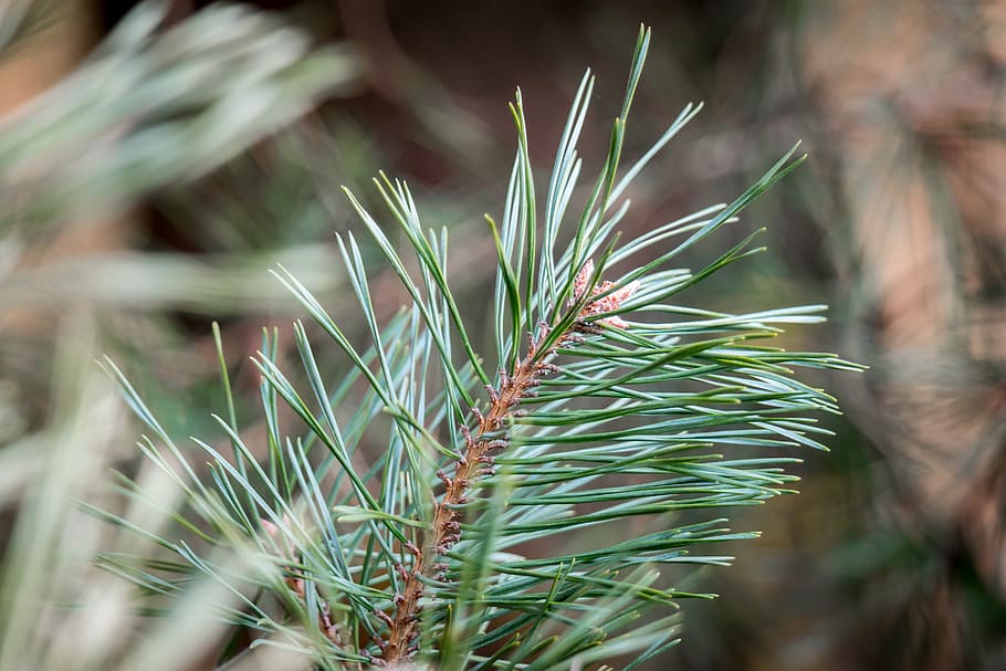 pine needles, conifer, pine cones, tap, tree, pine branch, growth HD wallpaper