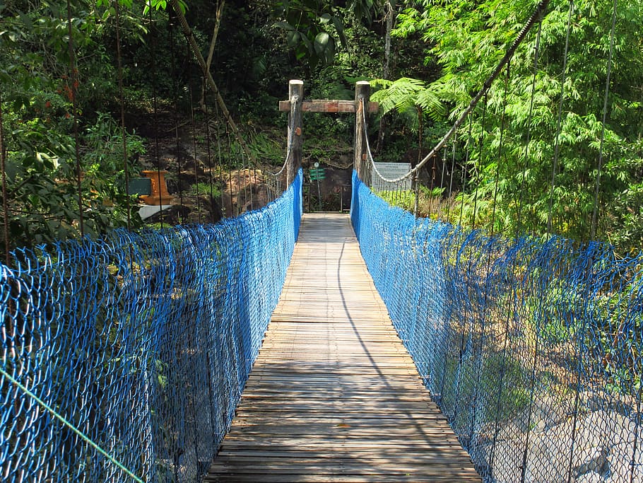 canopy walk, bridge, bridge walk, plant, the way forward, direction HD wallpaper