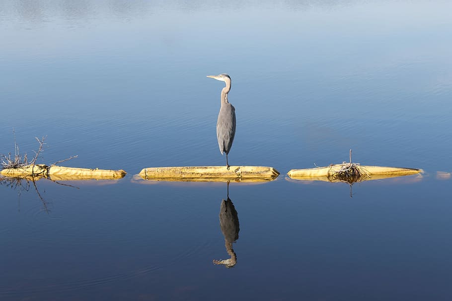 Heron, Circle, Reserve, Reflection, circle b reserve, animals in the wild HD wallpaper