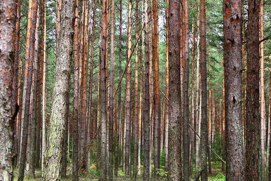 forest, pine, trees, needles, spruce, summer, autumn, sunbeam HD wallpaper