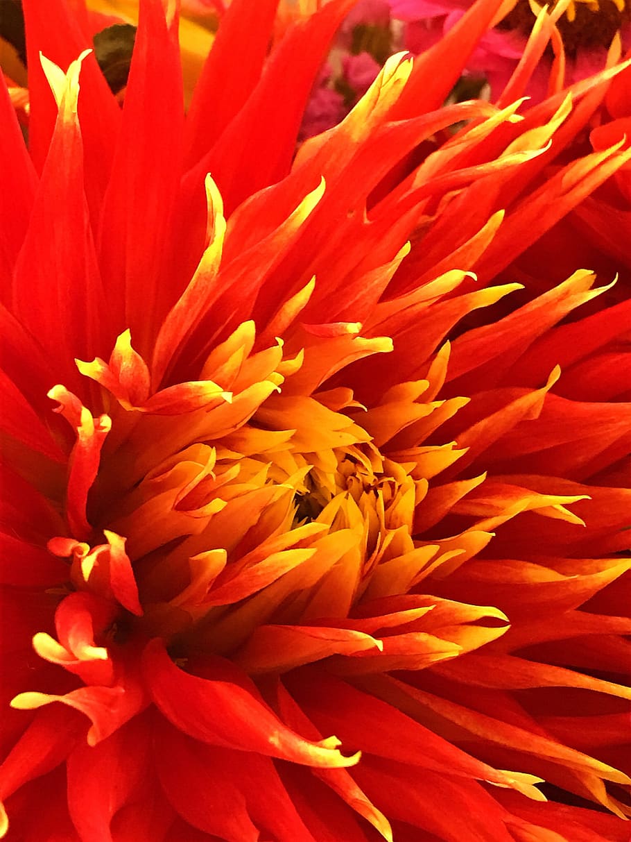dalia, flower, red, flowering plant, fragility, vulnerability HD wallpaper