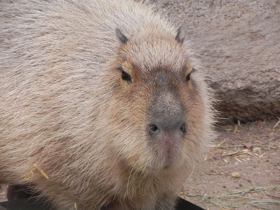capybara, rodent, albuquerque zoo, animal themes, one animal, HD wallpaper