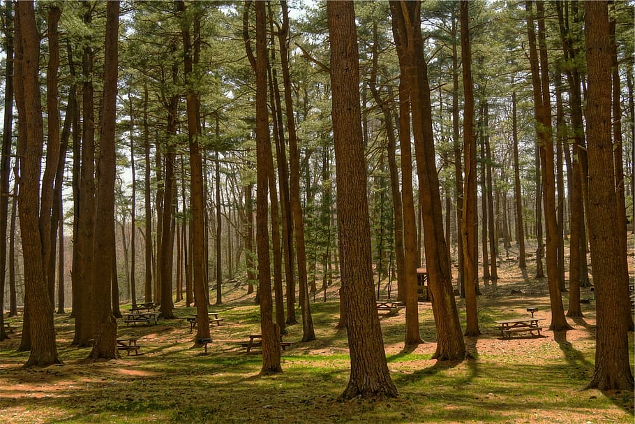 picnic tables on forest, daytime, trees, woods, grass, parc HD wallpaper