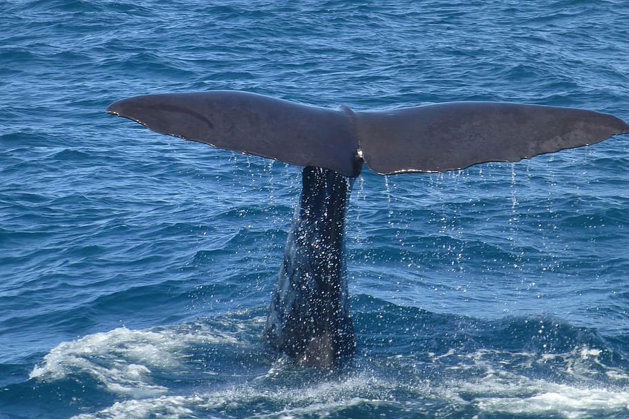 whales tail on body of water, sperm whale, fluke, whale watching