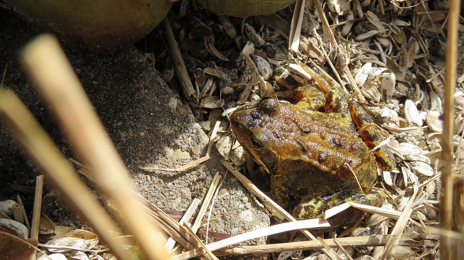 nature, pondedge, frog, animal, animal themes, plant, no people HD wallpaper