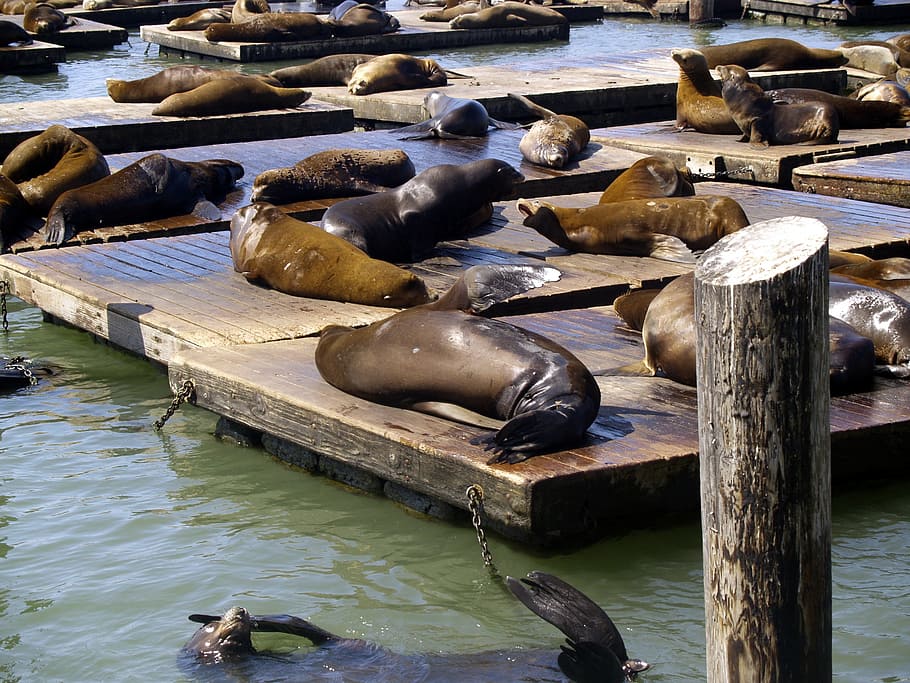 harbor seals, san francisco, california, usa, animals, pier, HD wallpaper