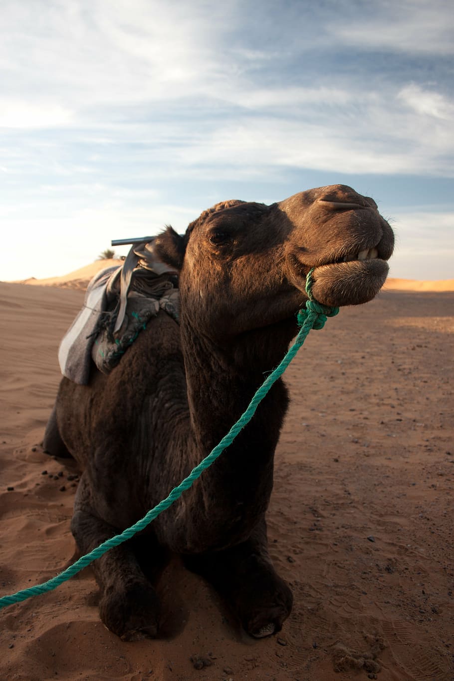 camel, desert, portrait, morocco, sand, nomad, wüstentour HD wallpaper