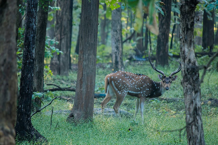 Spotted Deer, Deer, Forest, animal, mammal, wild, nature, wildlife, HD wallpaper