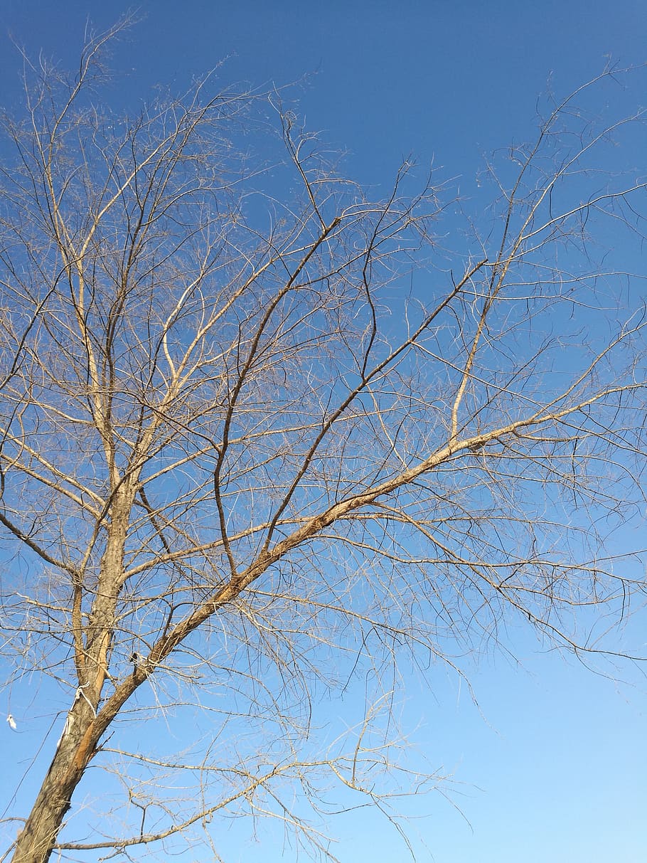 background, outdoor, sky, tree, blue, branch, plant, low angle view HD wallpaper