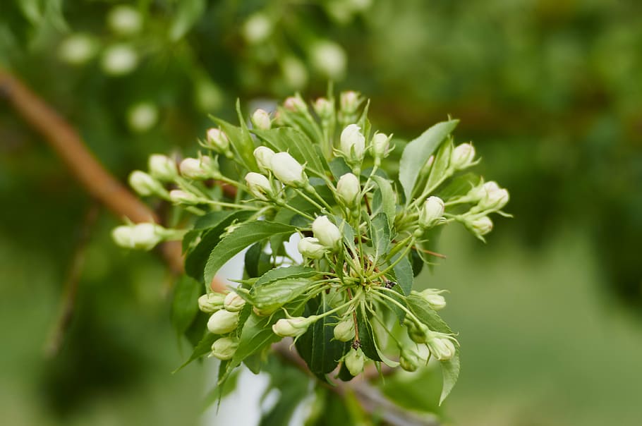 tree, spring, bloom, fruit, branch, plant, nature, growth, green color HD wallpaper