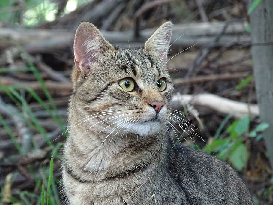 HD wallpaper: selective focus photography of brown tabby cat, attention ...