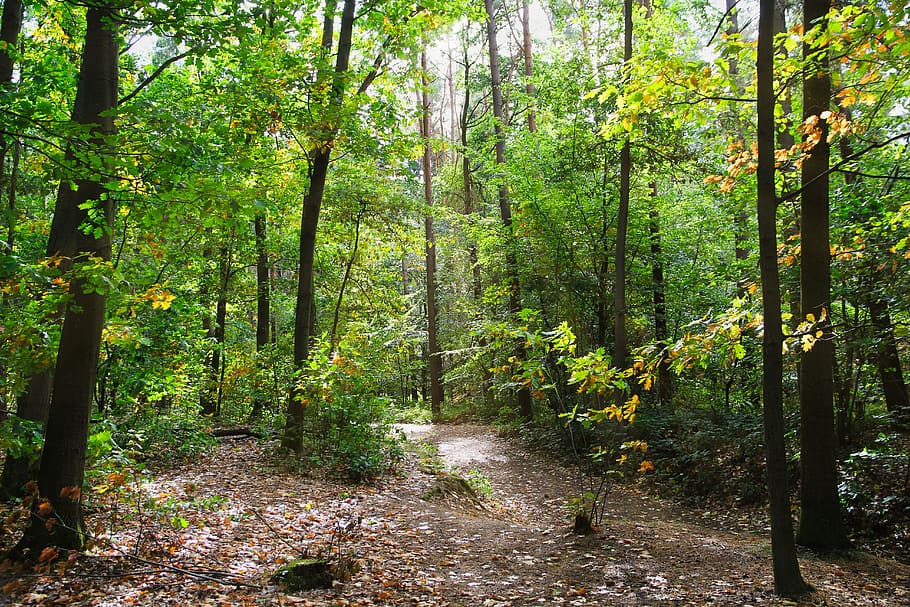 forest, nature, autumn, tree, plant, land, tranquility, growth HD wallpaper