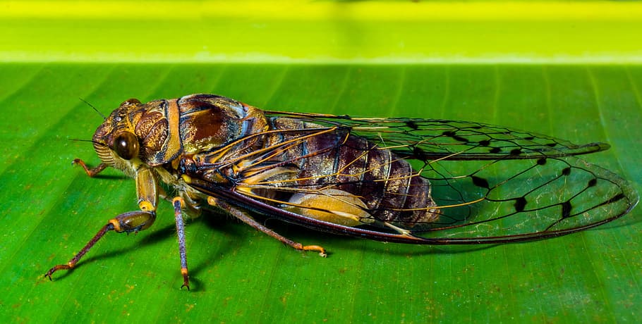 Insect, Whopper, Close, new insect, animal themes, green color HD wallpaper