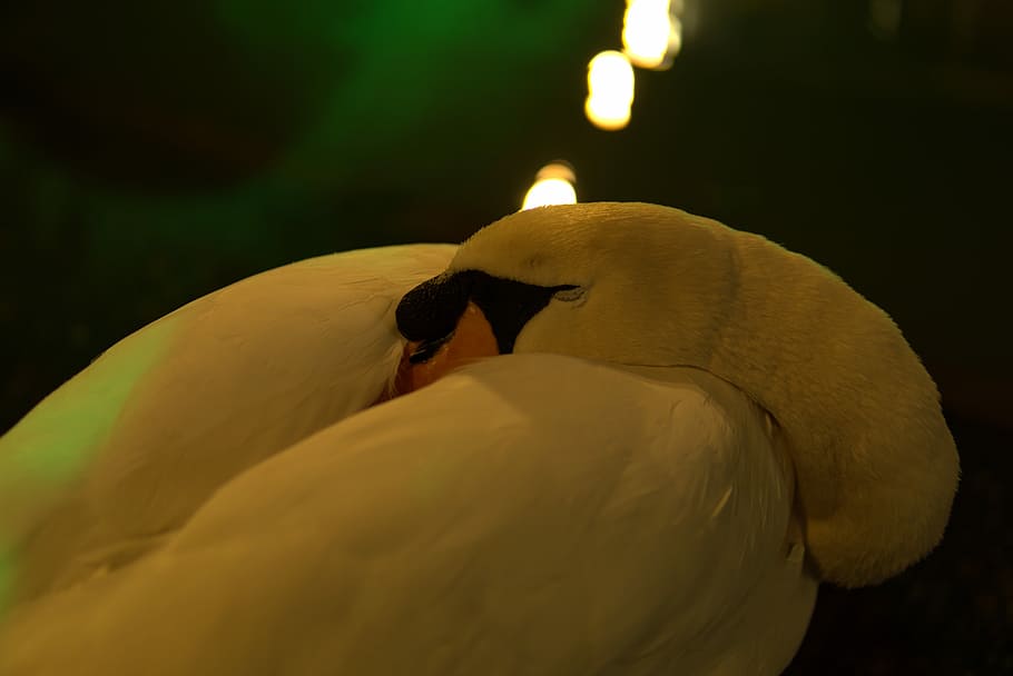 swan, artificial lighting, nature, dream, bird, animal, animal themes HD wallpaper