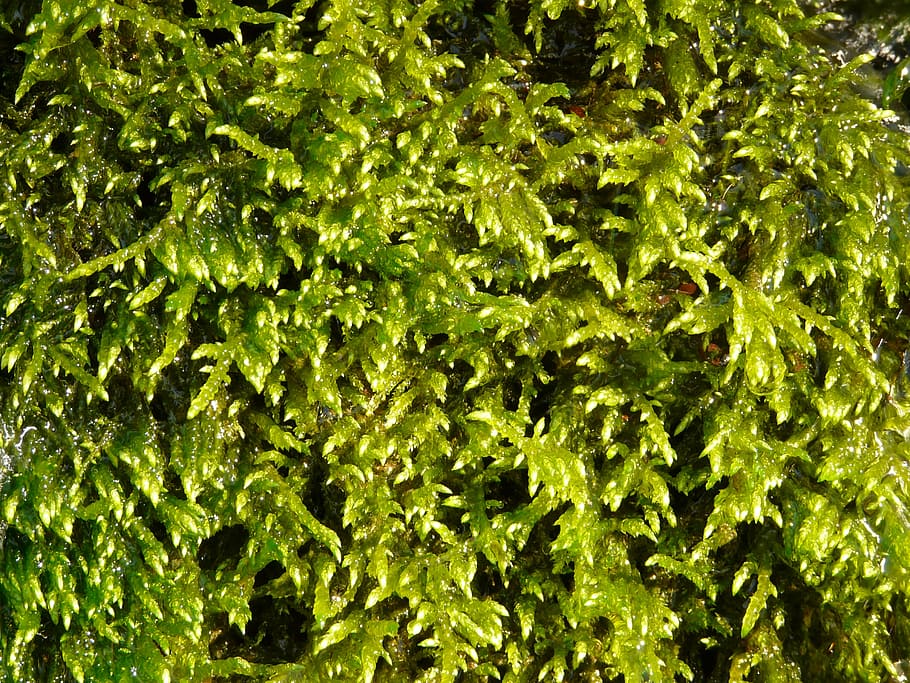 moss, plant, green, green color, full frame, backgrounds, growth HD wallpaper