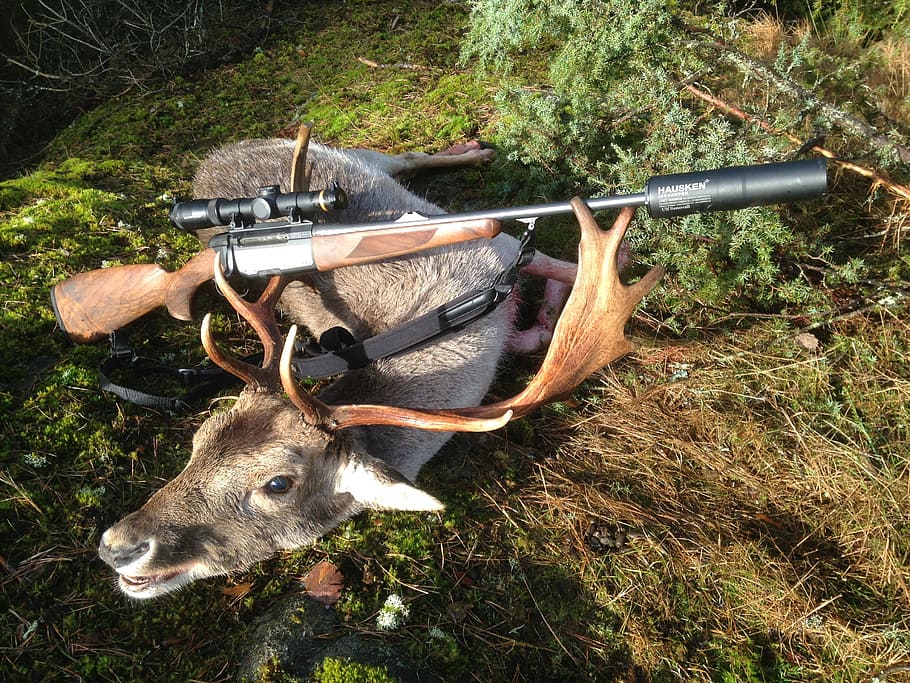 Hunting deer HD wallpapers  Pxfuel