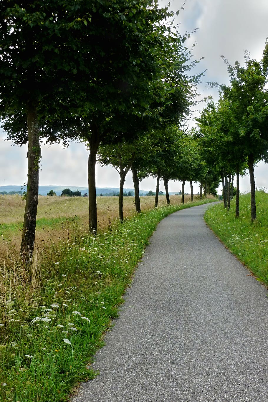 cycle path, trees, landscape, nature, trail, idyllic, plant HD wallpaper
