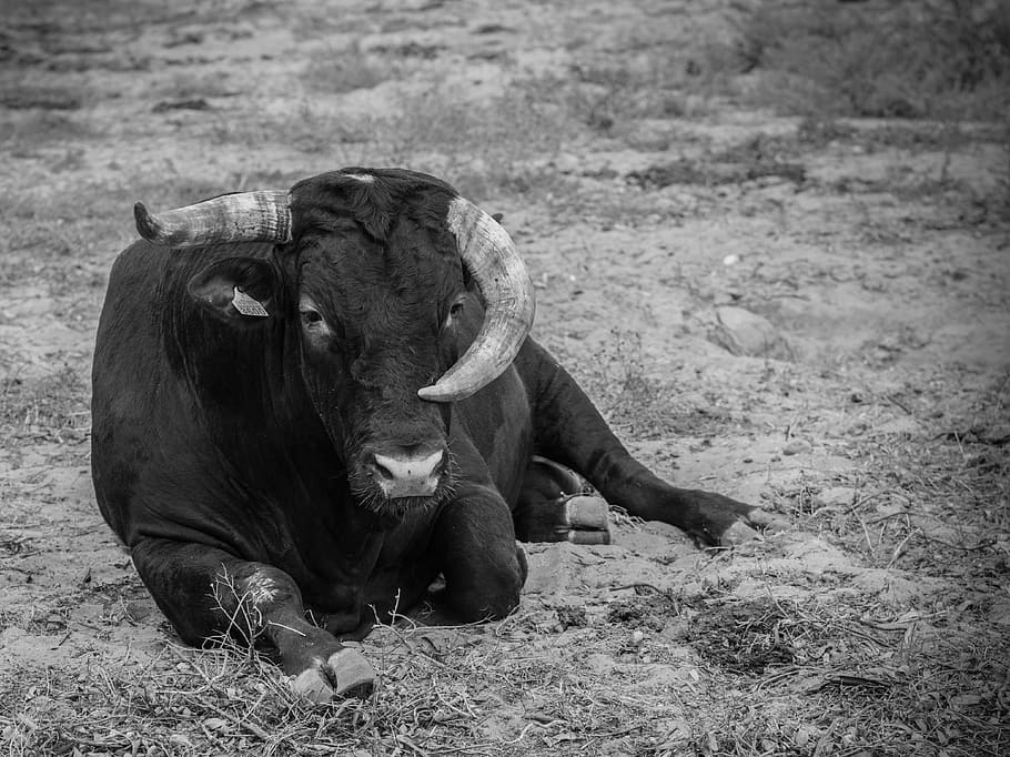 toro, fields, algeciras, horns, black, animals, livestock, nature HD wallpaper
