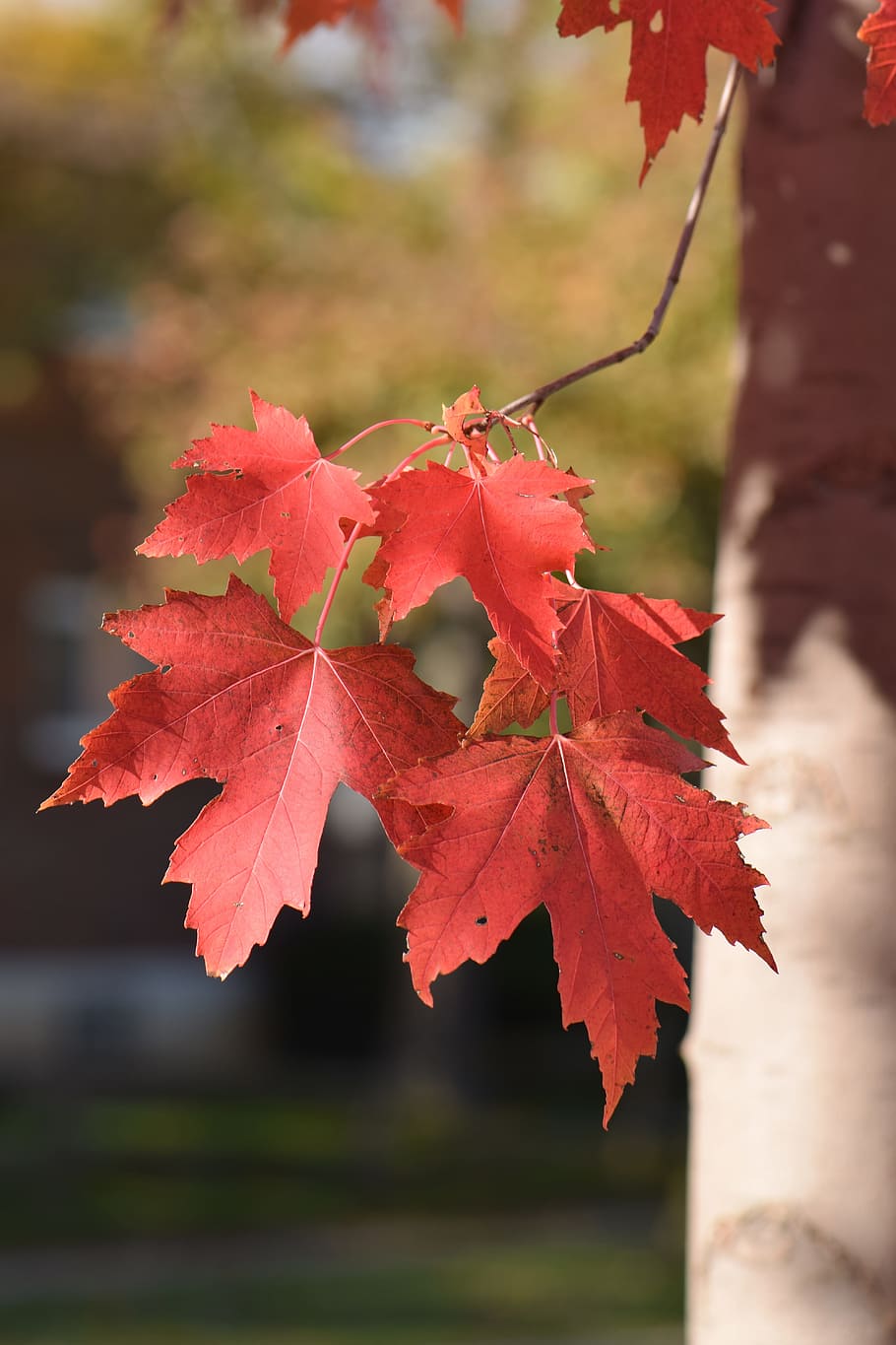 leaf, leaves, red, nature, tree, foliage, natural, fall, color HD wallpaper