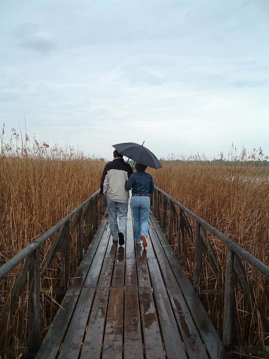 Away, Pair, Screen, Walk, Nature, together, for two, web, rain HD wallpaper