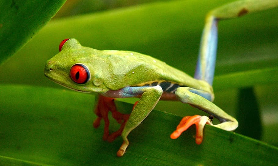 closeup photography of green frog, red eyed, tree, amphibian, HD wallpaper