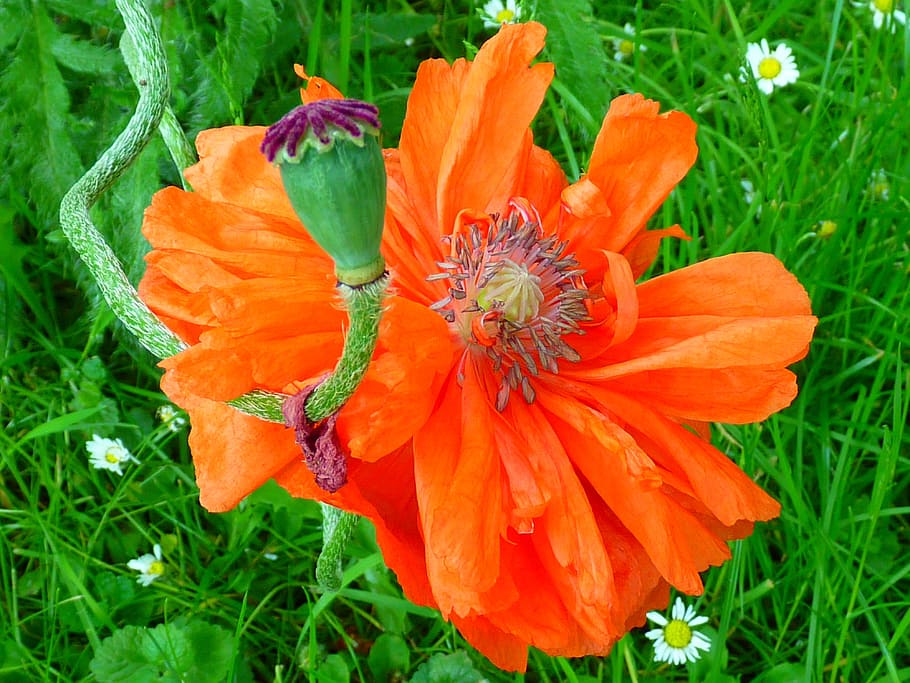 poppy, blossom, bloom, red, orange, boll, green, spring, plant HD wallpaper