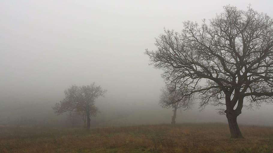 bare trees with thick fog, autumn, landscape, tranquility, nature HD wallpaper