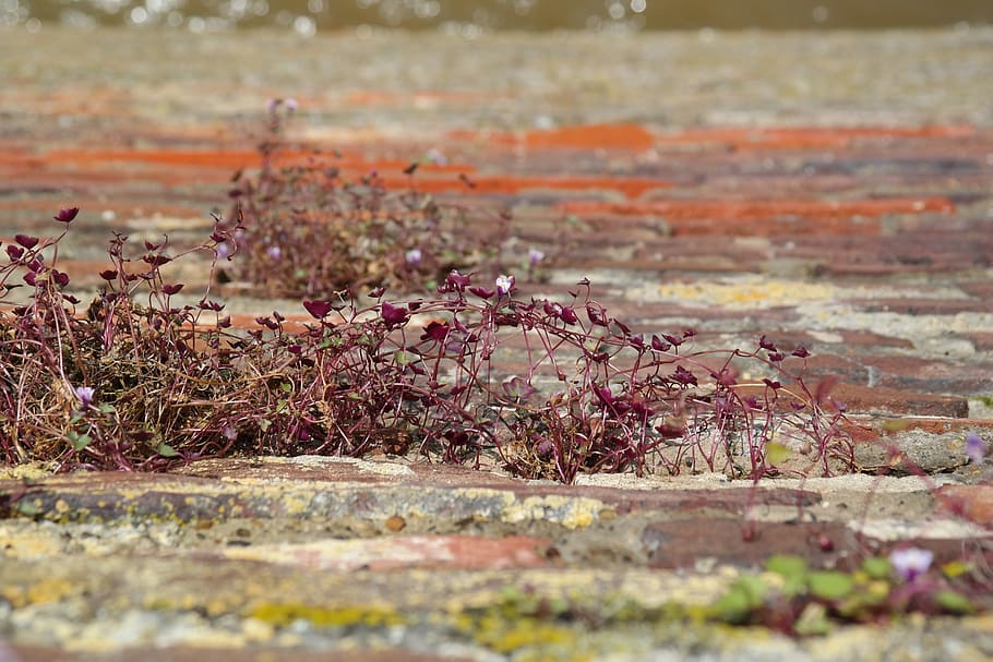 Dulcimer, Herb, Blossom, Bloom, Wall, dulcimer herb, city wall, HD wallpaper