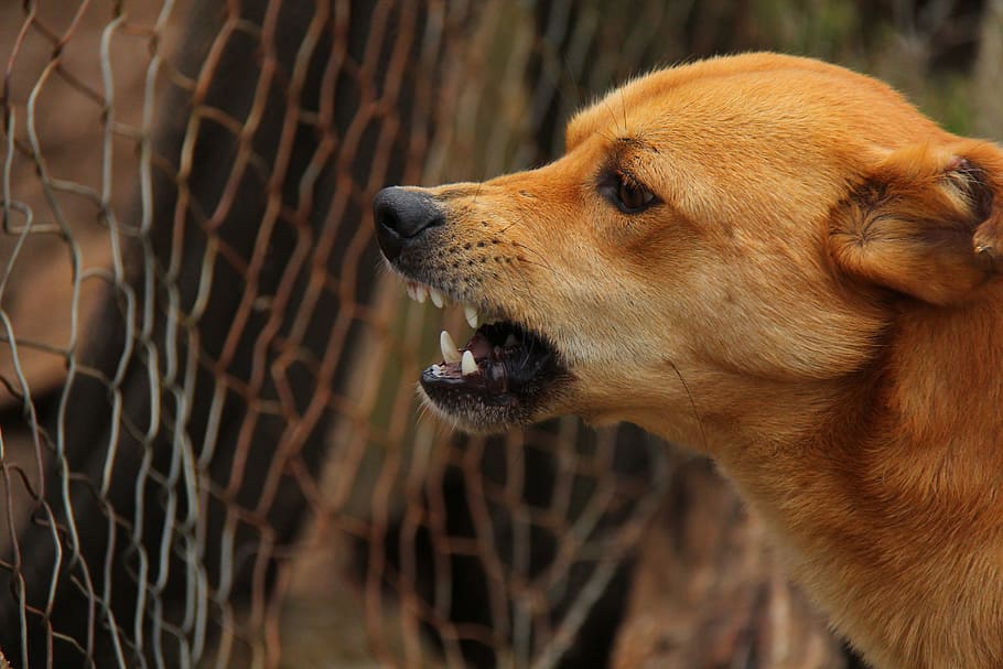 short-coated brown dog inside chain-link fence close-up photo HD wallpaper
