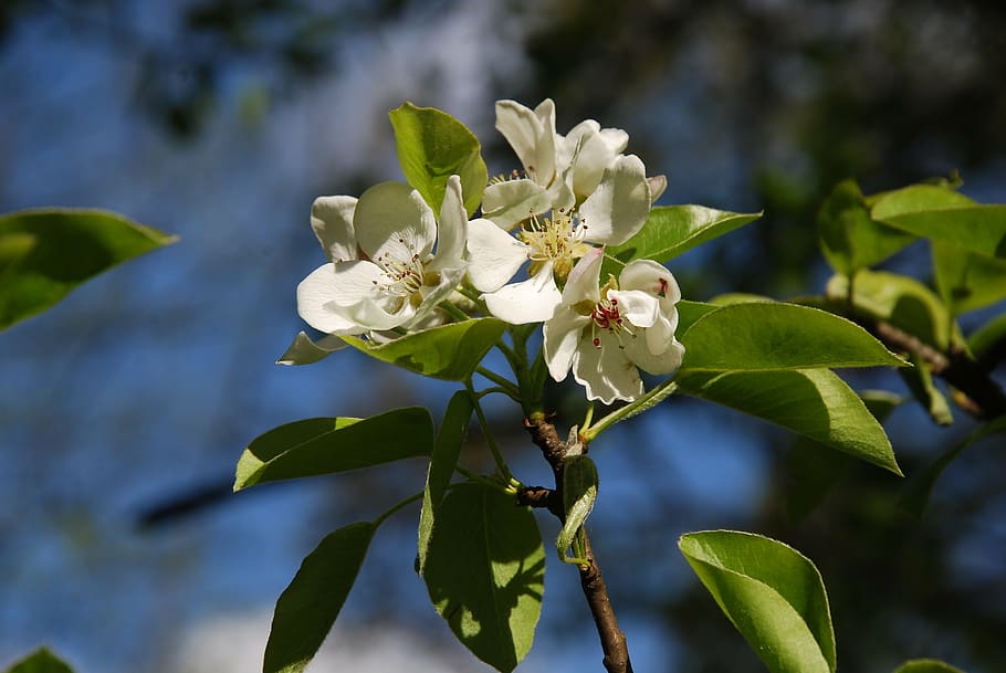 spring, tree, sprig, flowers, sunny, flourishing, nature, branch HD wallpaper
