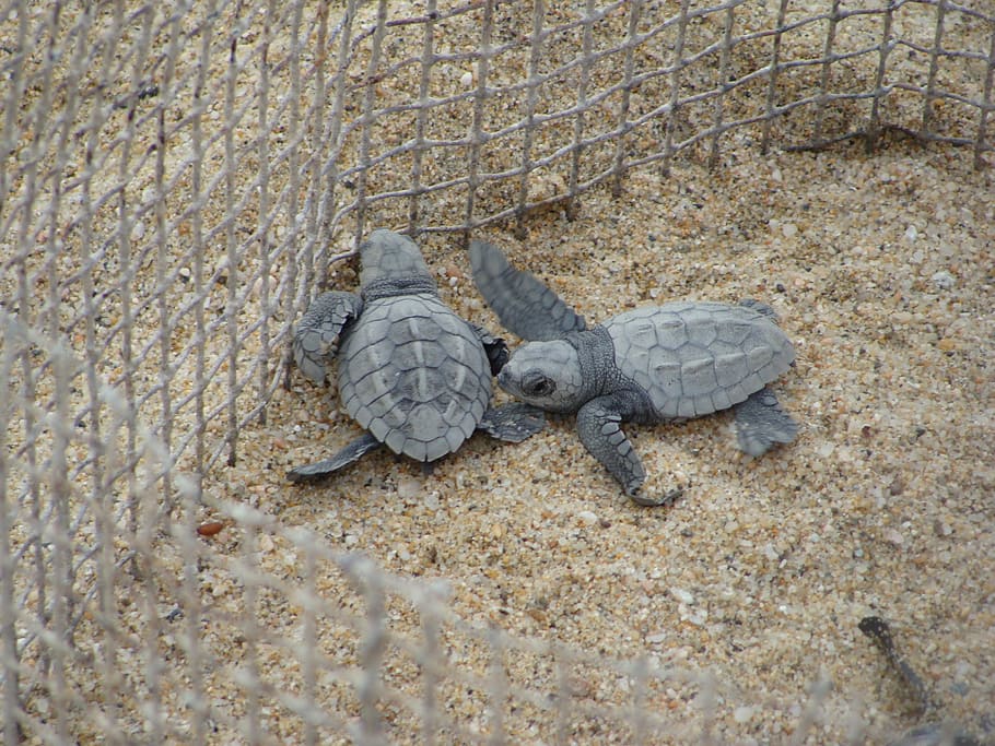 turtles, care, animal wildlife, animal themes, animals in the wild HD wallpaper