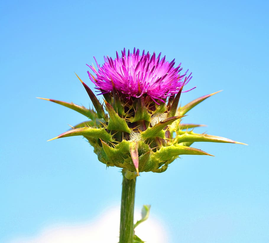 spring, nature, stalk, field, plant, flower, summer, flower Head HD wallpaper