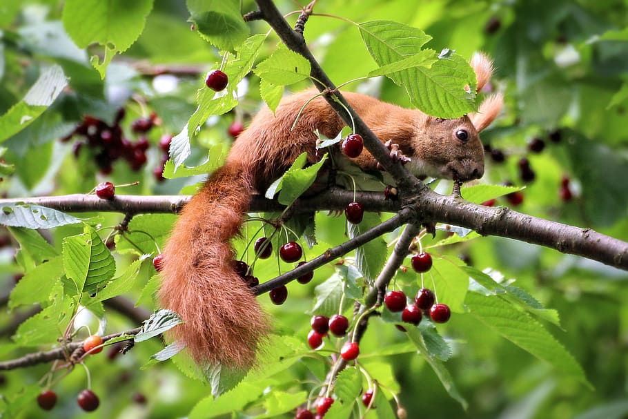 brown squirrel, cherries, tree, sour cherry, summer, nature HD wallpaper