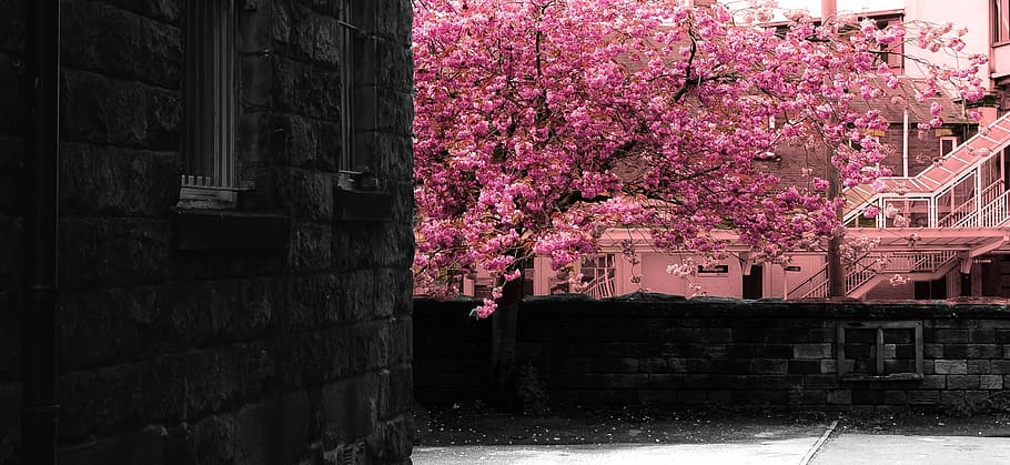 spring, tree, branch, branches, season, nature, background HD wallpaper