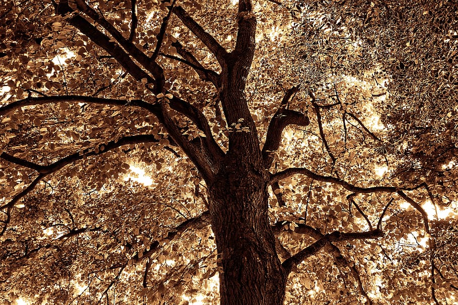 tree top, branch, foliage, trunk, canopy, silhouette, deciduous tree HD wallpaper