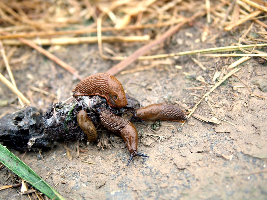 Snails, Feast, Kot, Meal, Lunch, Dinner, waste recycling, animals HD wallpaper