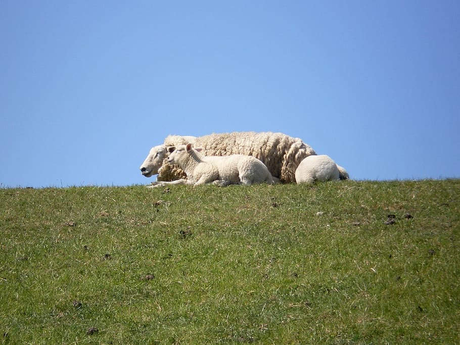 Sheep, Dike, Lamb, Rest, dike sheep, schäfchen, animal wildlife HD wallpaper