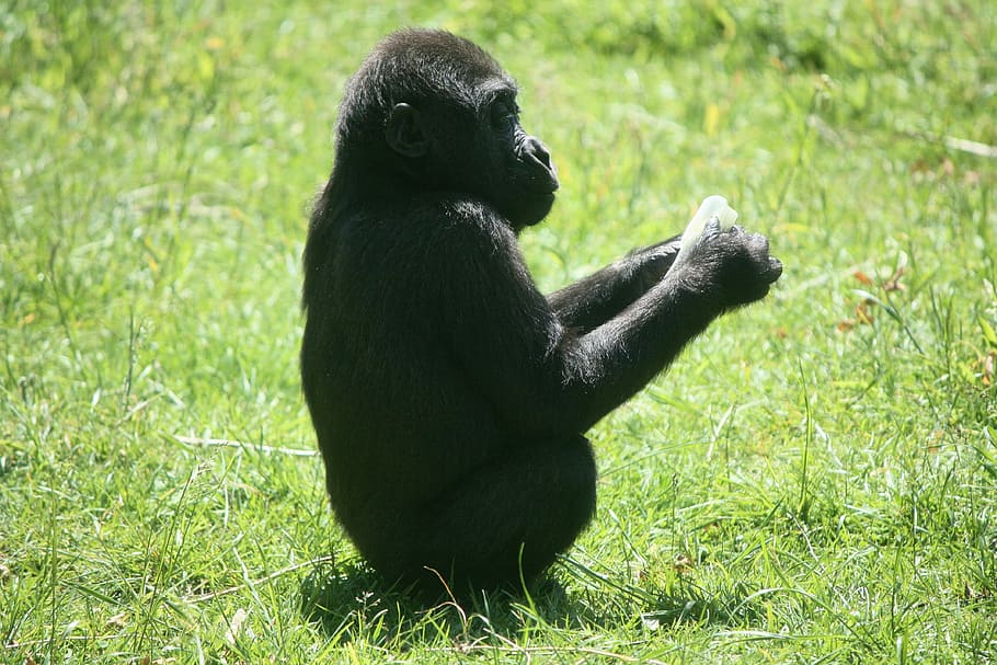 Ape, Monkey, Zoo, gorilla baby, animal, meadow, animals, grass HD wallpaper