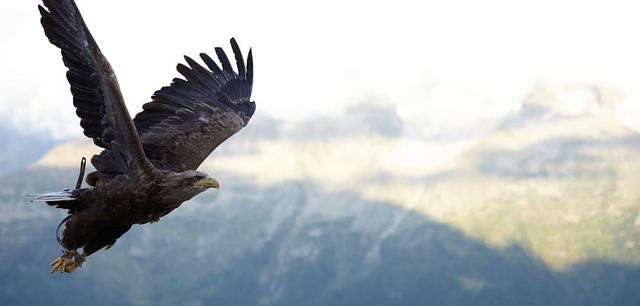 eagle flying during day, hawk, flight, bird, raptor, wildlife HD wallpaper