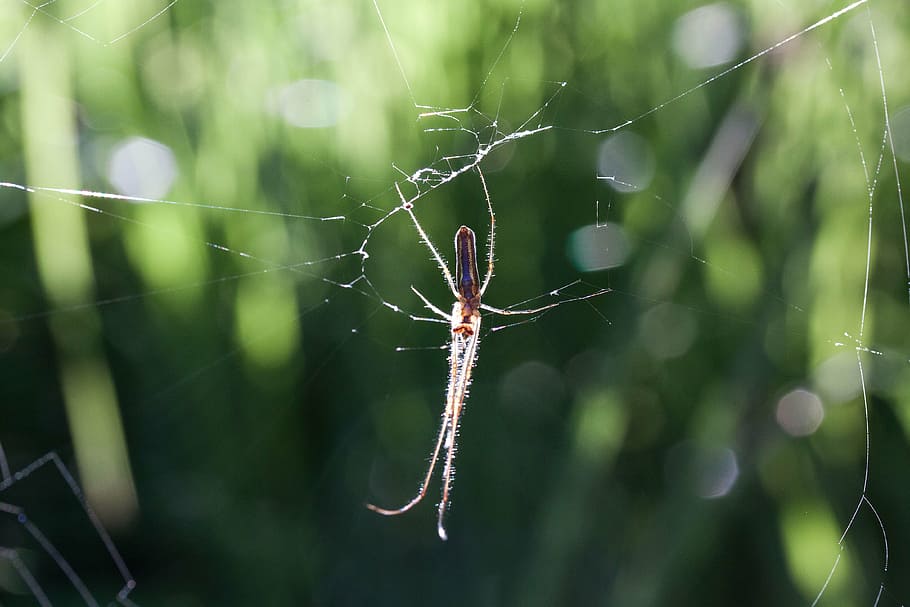 strecker spider, tetragnatha extensa, web spider, araneae, arachnids, HD wallpaper