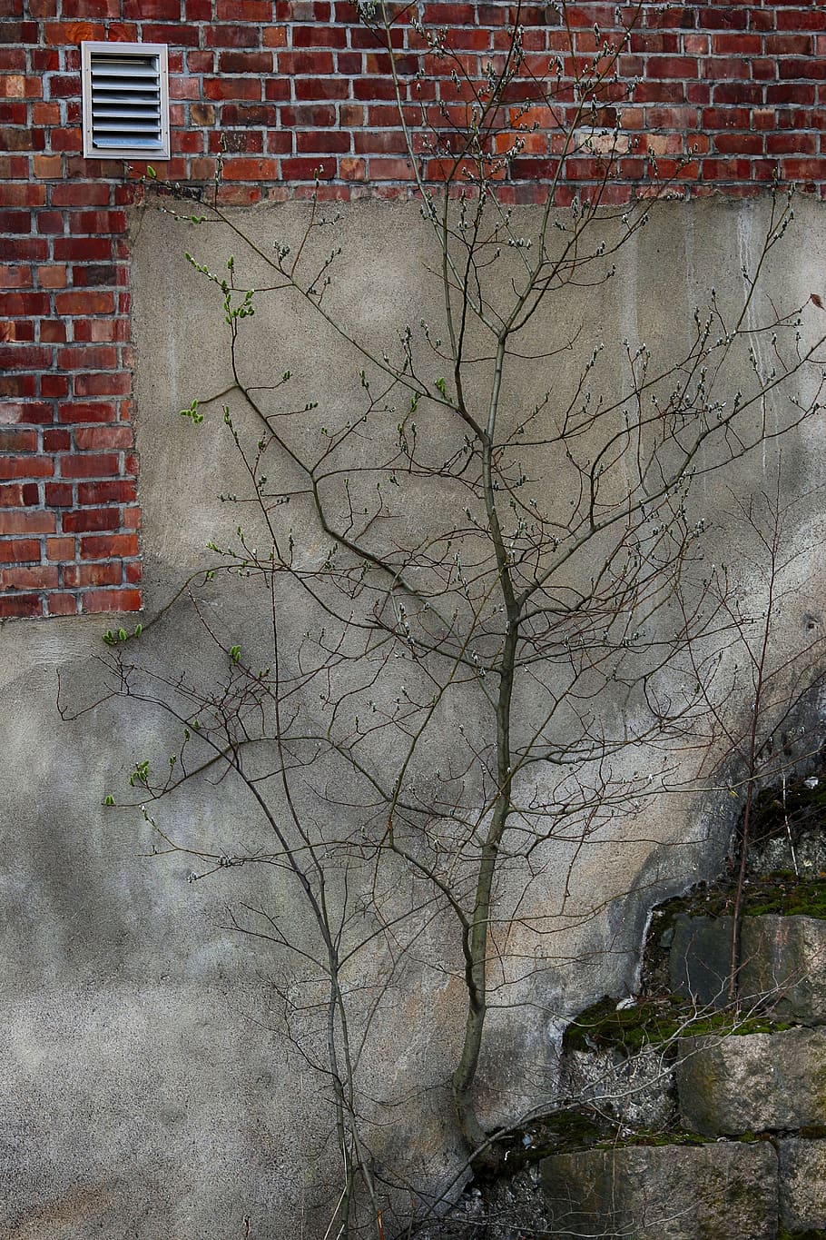 wall, old, tree, stone, outdoor, built structure, building exterior HD wallpaper