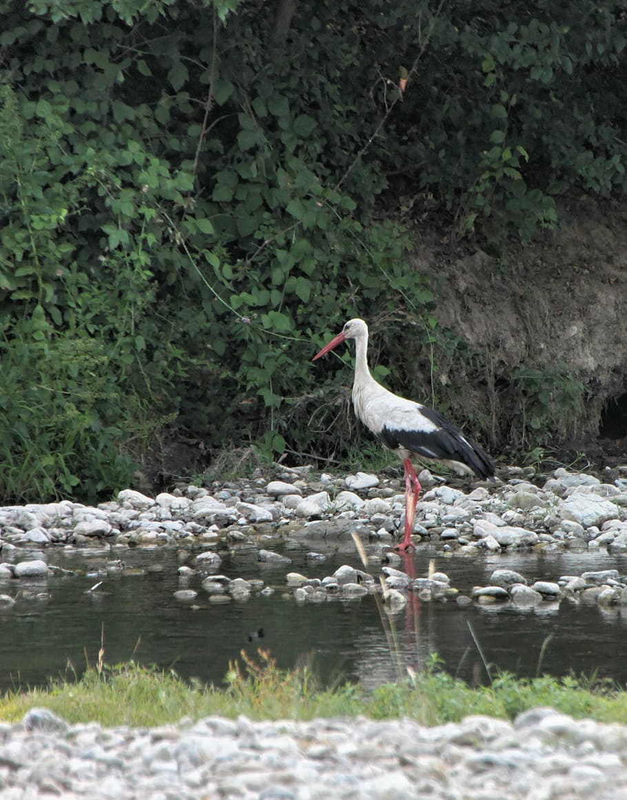 bed, river, stork, water, white, birds, wildlife, nature, animal HD wallpaper