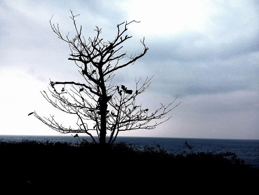 dead tree, winter, hai bian, see, shadow, sky, cloud - sky, HD wallpaper