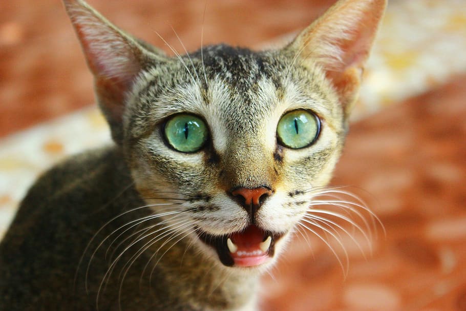 cat, feline, pet, face, expression, teeth, animal themes, mammal HD wallpaper