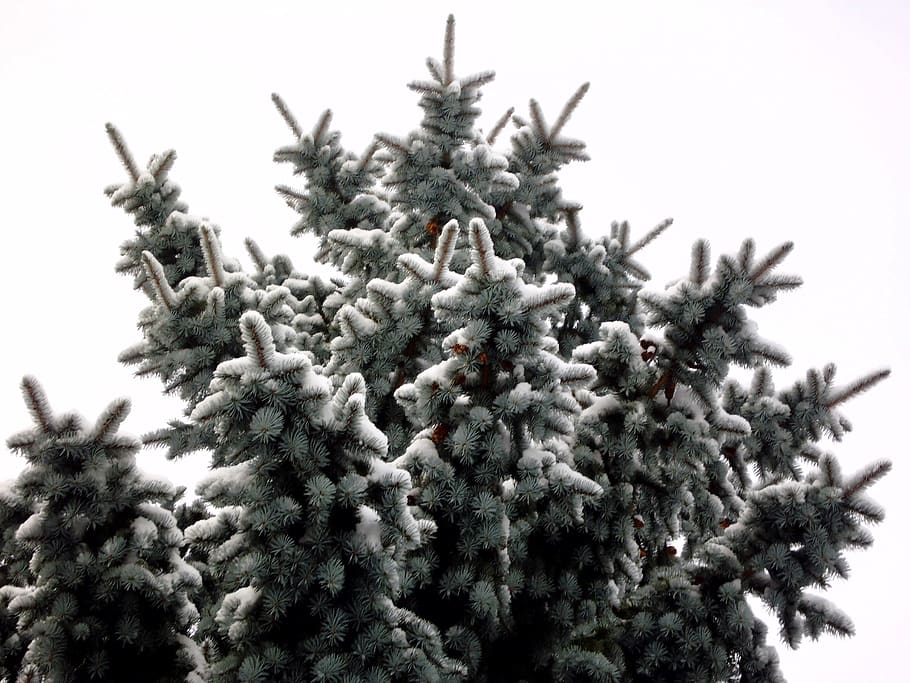 fir tree, winter, snow, plant, cold temperature, christmas tree HD wallpaper