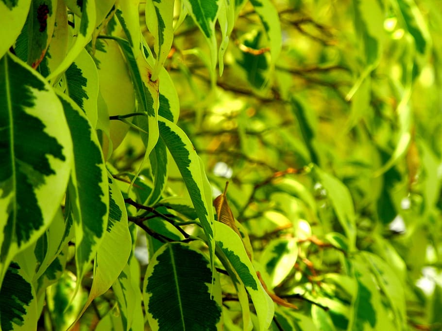 leaves, trees, spring, green color, plant, plant part, growth HD wallpaper