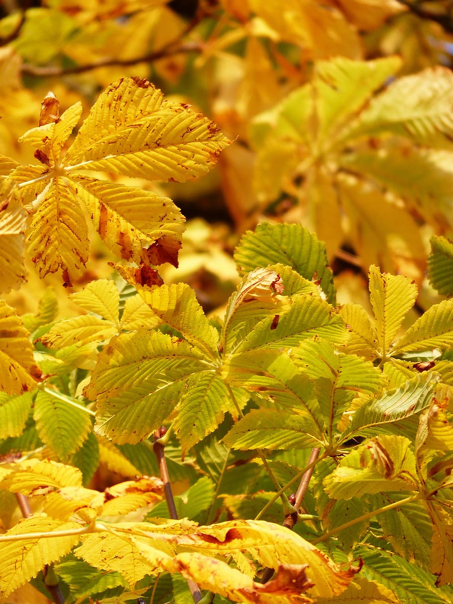 yellow leafed plants, fall leaves, golden, rays, light, yellow green HD wallpaper