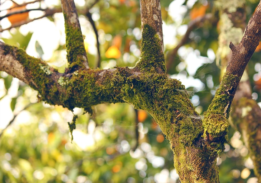 Moss, Orange Tree, Tree, Branch, Nature, forest, season, natural HD wallpaper