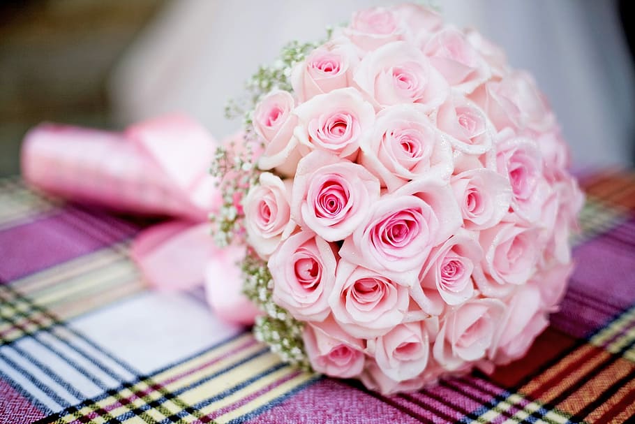 rose, roses, flower, pink color, rose - flower, plant, flowering plant HD wallpaper