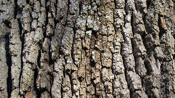 live oak tree, bark, brown, grey, texture, nature, old, trunk HD wallpaper